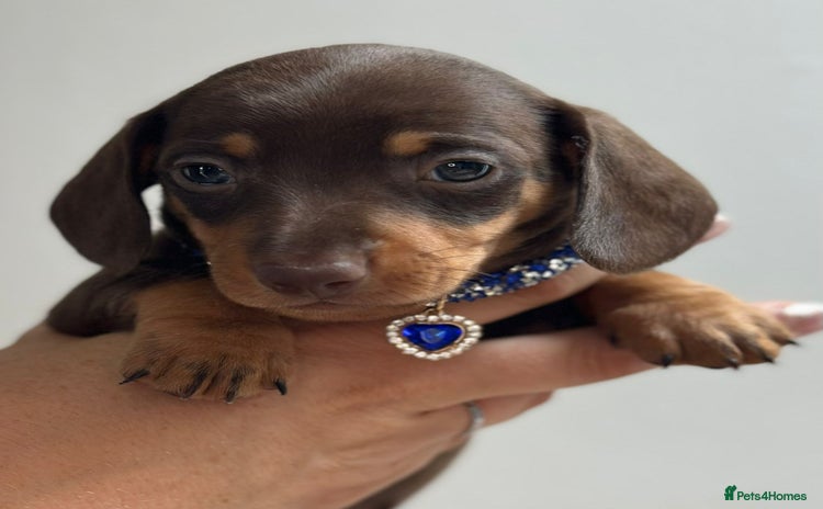 Miniature Dachshund dogs - Advert 6