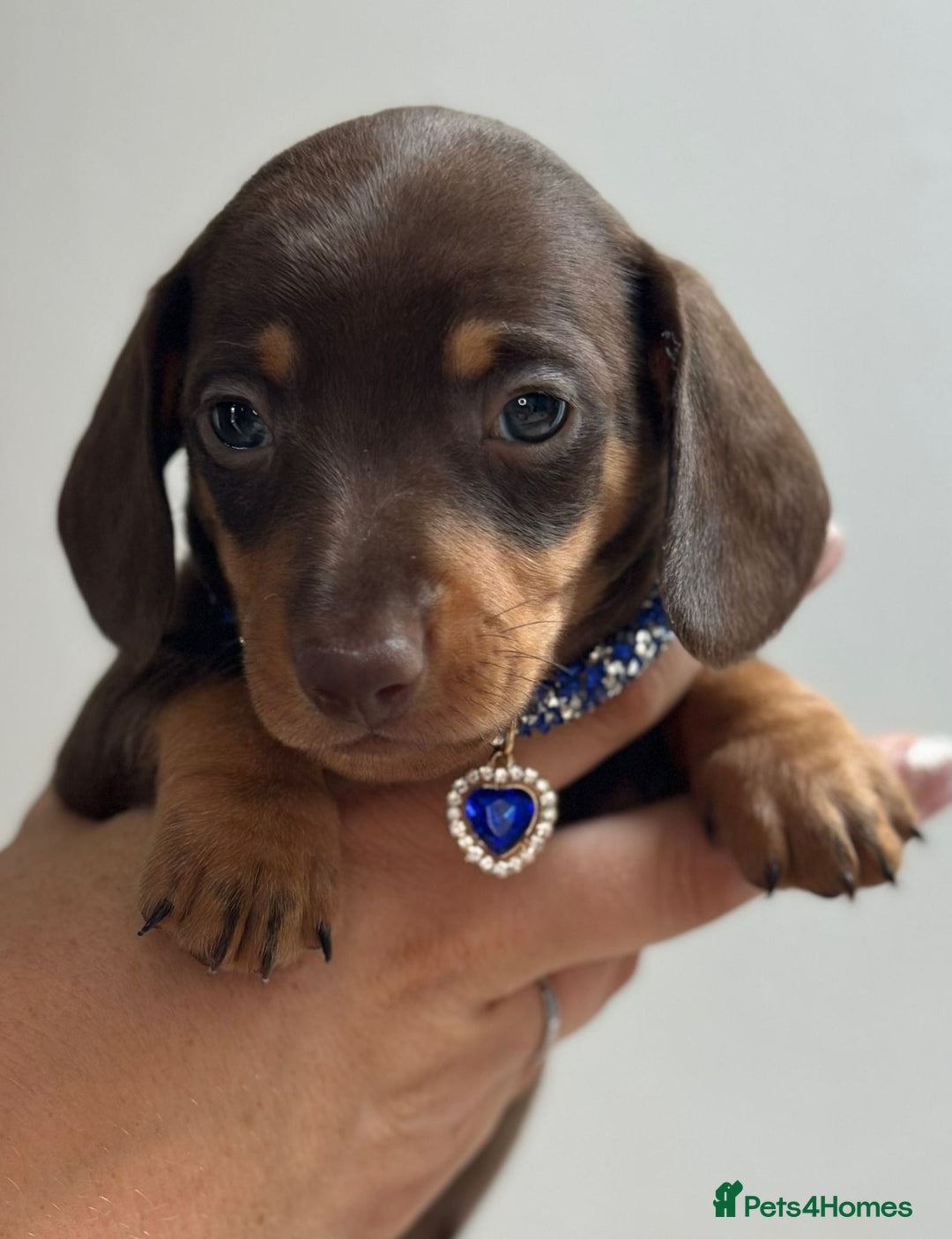 Miniature Dachshund dogs for sale: Beautiful smooth haired miniature dachshunds - Image 4
