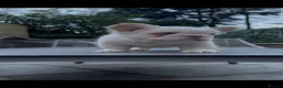 French Bulldog dogs for sale: Exceptional Fluffy Frenchie Puppies available  - Advert 29