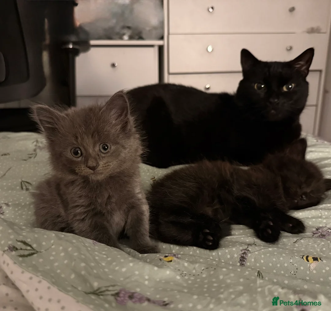 Mixed Breed cats for sale: Loving kittens looking for forever homes - Advert 2
