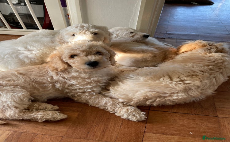 Labradoodle dogs - Advert 1