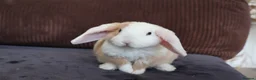 Mini Lop rabbits for sale: Gorgeous Mini Plush Lop Boy – Ready Now! 🐰✨ - Advert 1