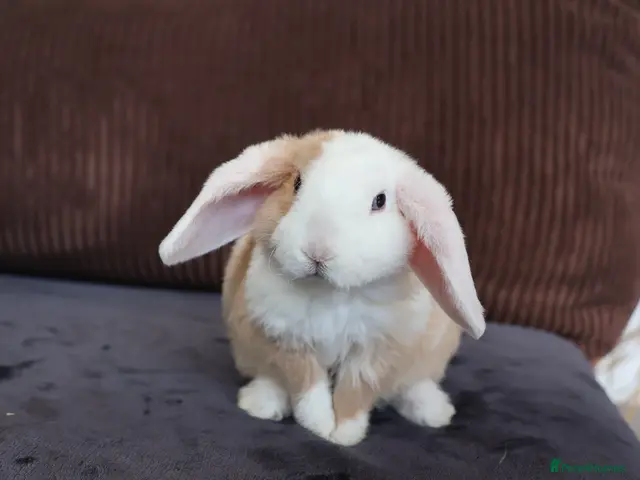 Mini Lop rabbits for sale: SOLD! - Advert 1