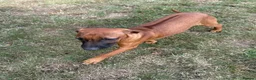 Rhodesian Ridgeback dogs for sale: Stunning girl - Advert 7