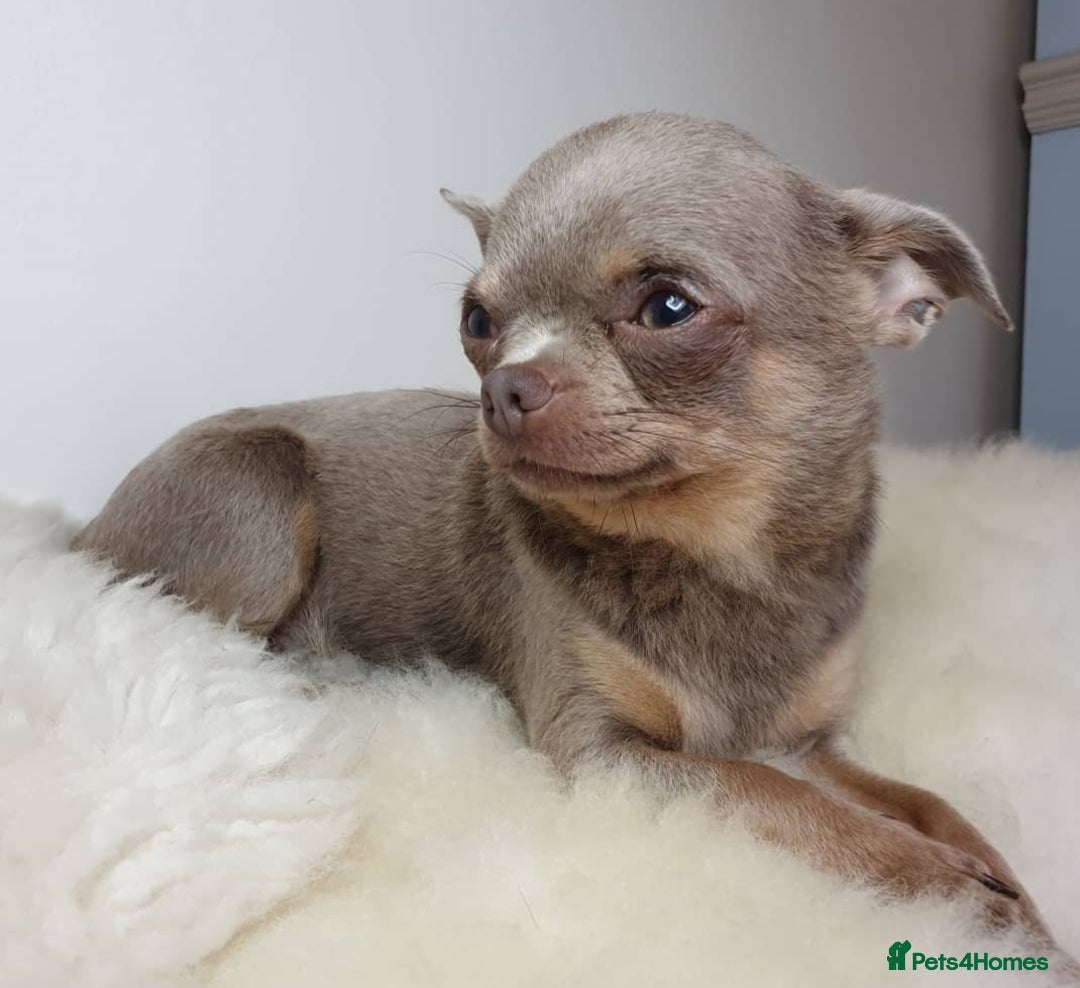 Chihuahua dogs for sale: Three Male Chihuahua Puppies - Image 8