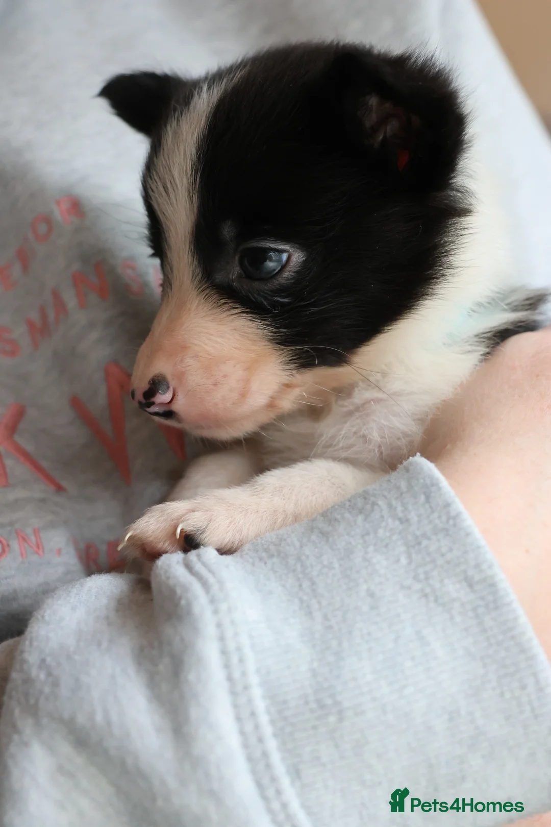 Border Collie dogs for sale: Border Collie Pups - Ellesmere Port - Advert 9
