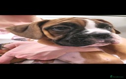 Boxer dogs for sale: Stunning male boxer puppies  - Image 13