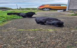 Flat coated Retriever dogs for sale: Flat coat retriever  - Image 11