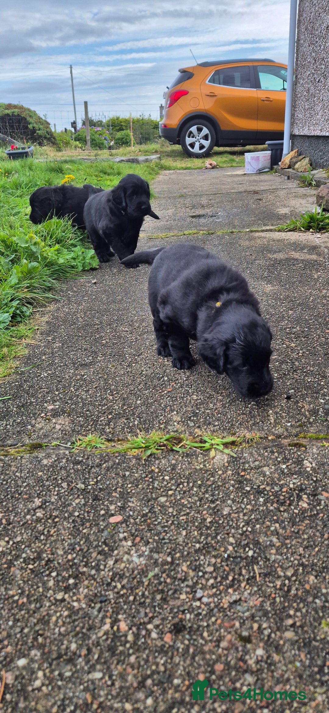 Flat coated Retriever dogs for sale: Flat coat retriever  - Image 11