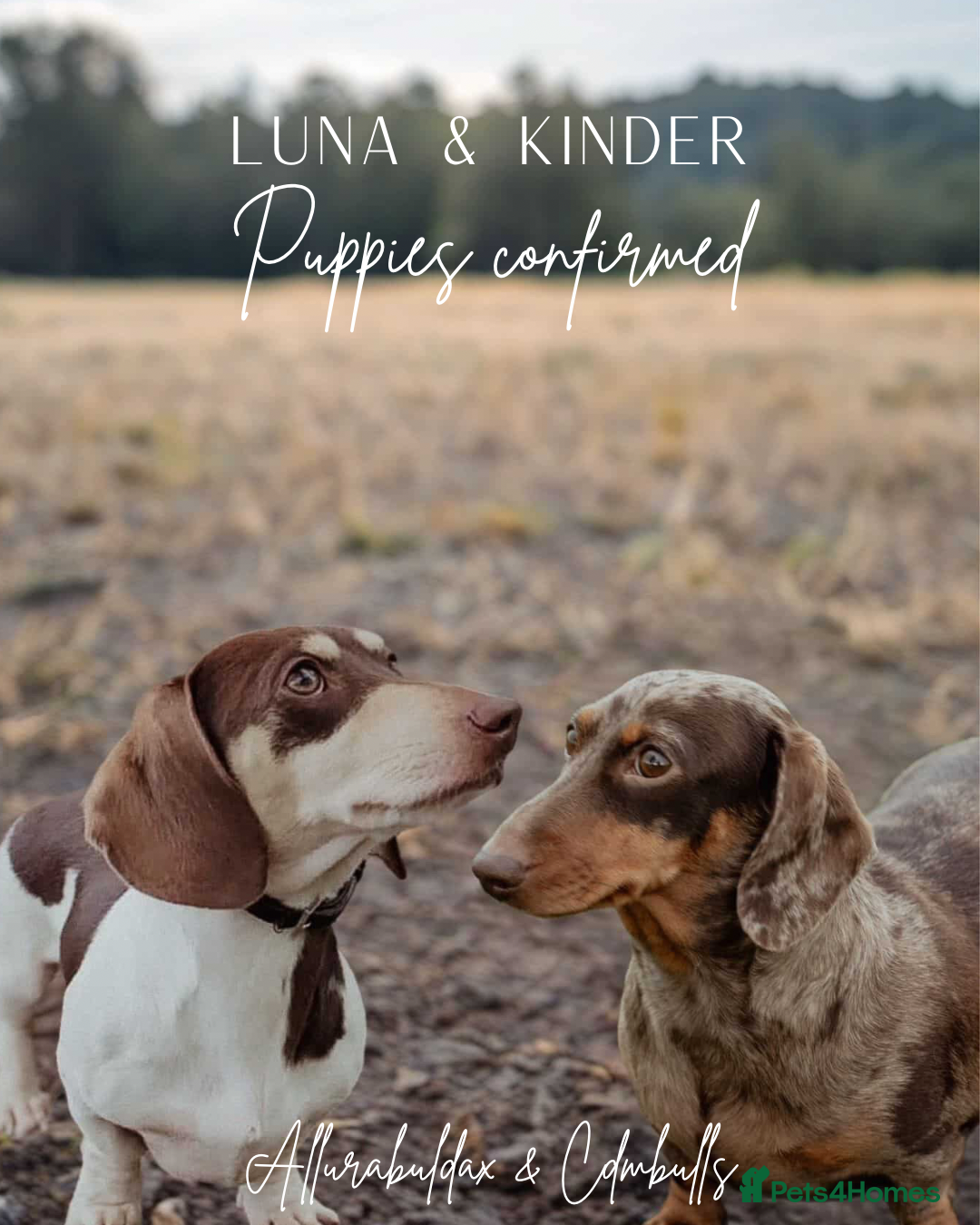 Miniature Dachshund dogs *WAITLIST OPEN* KC Miniature Dachshund - Advert 1