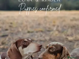 Miniature Dachshund dogs *WAITLIST OPEN* KC Miniature Dachshund - Advert 1