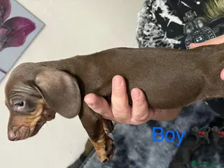 Dachshund dogs Dachshund - Advert 5