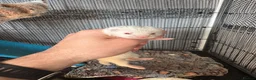 Ferret rodents for sale: Micro ferrets  - Advert 2