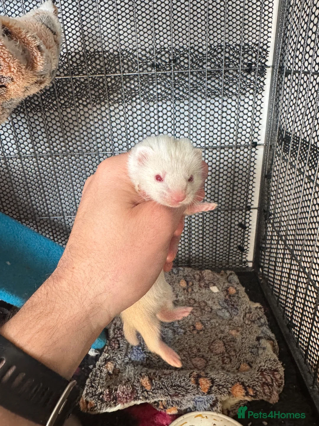 Ferret rodents for sale: Micro ferrets  - Advert 2