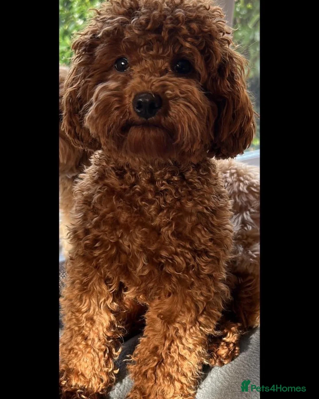 Toy Poodle dogs for stud: KC Red Toy Poodle in Cardigan - Advert 3