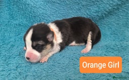 Welsh Corgi Pembroke dogs for sale: Stunning Welsh Pembroke Corgi pups KC registered - Image 2