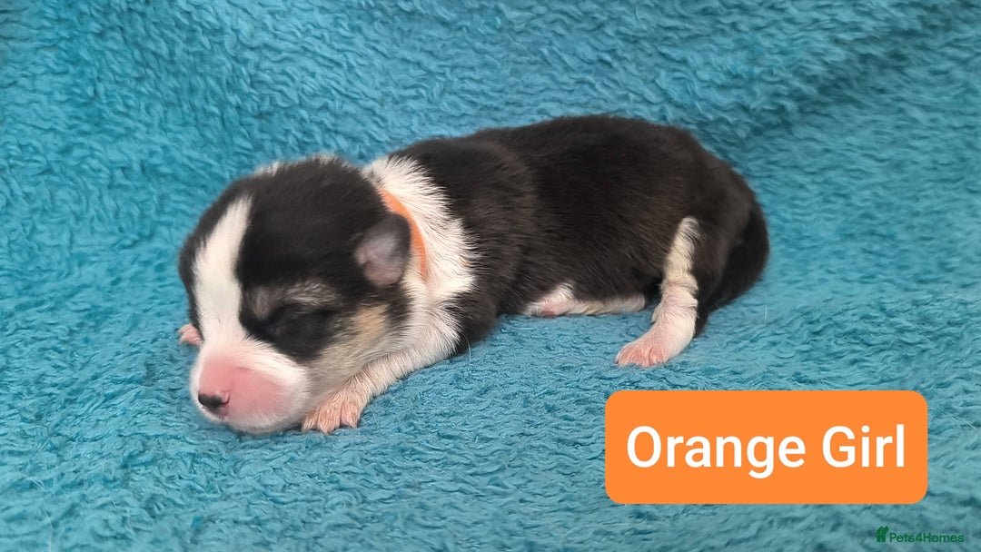 Welsh Corgi Pembroke dogs for sale: Stunning Welsh Pembroke Corgi pups KC registered - Image 2