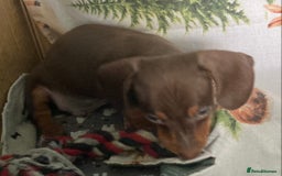 Miniature Dachshund dogs for sale: Miniature dachshund puppies for sale - Image 7