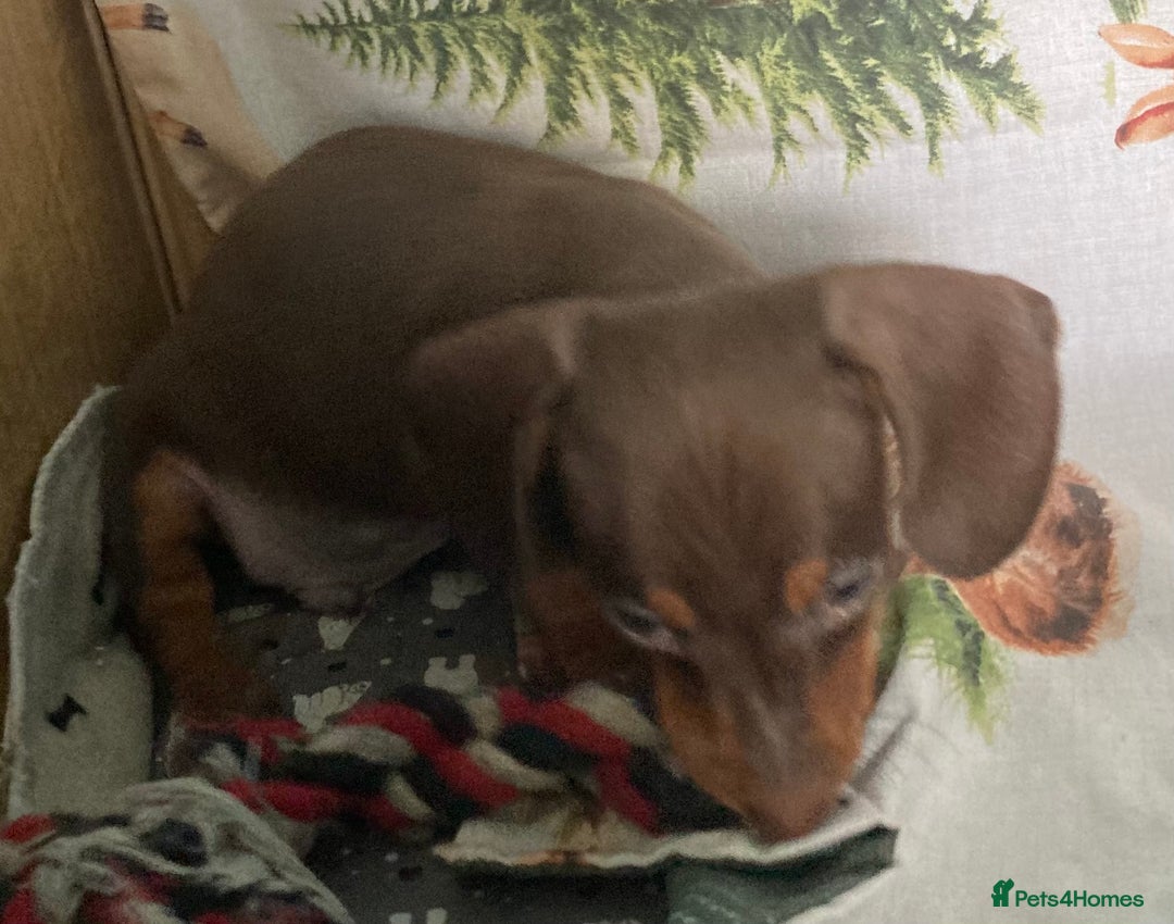 Miniature Dachshund dogs for sale: Miniature dachshund puppies for sale - Image 7