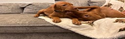 Hungarian Vizsla dogs for sale: Ready to leave KC Registered Vizsla Puppy  - Advert 3