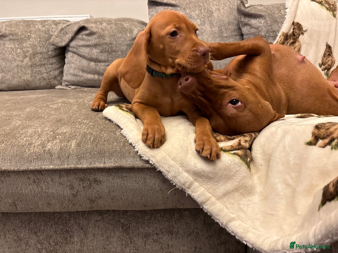 Hungarian Vizsla dogs for sale: Ready to leave KC Registered Vizsla Puppy  - Advert 3