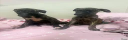Whippet dogs for sale: WHIPPET PUPPIES  - Advert 20