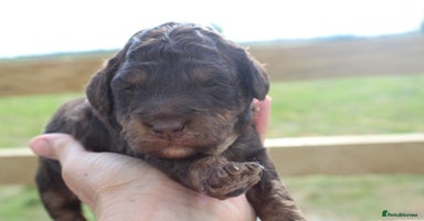 Labradoodle dogs - Advert 2