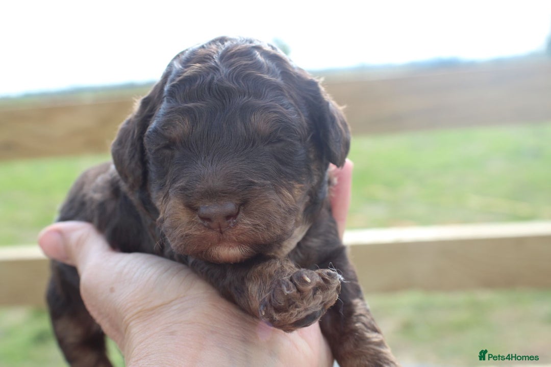 Labradoodle dogs for sale: Mini Labradoodles  - Image 3
