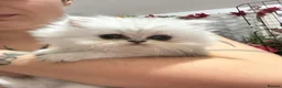 Persian cats for sale: Stunning Persian chinchilla kittens  - Advert 8