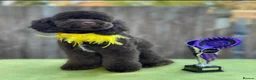 Cockapoo dogs for sale: Cockapoo puppies 🐶  in Swadlincote - Advert 3
