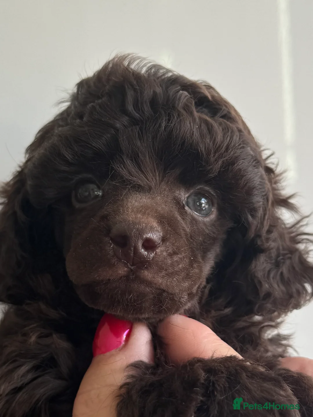 Toy Poodle dogs for sale: Outstanding tiny toy poodles  - Advert 3