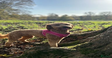 Australian Labradoodle dogs - Advert 5