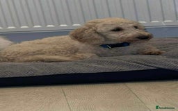 Miniature Poodle dogs for sale: Miniature Poodles - Advert 4