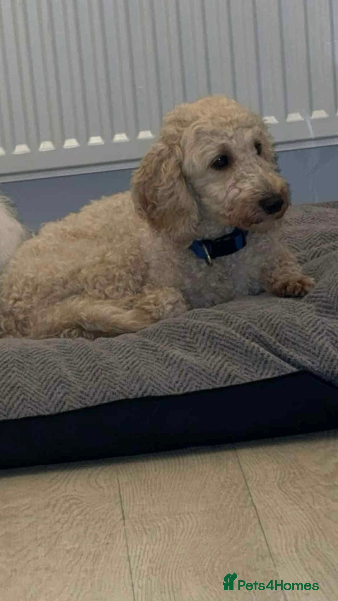 Miniature Poodle dogs for sale: Miniature Poodles - Advert 4