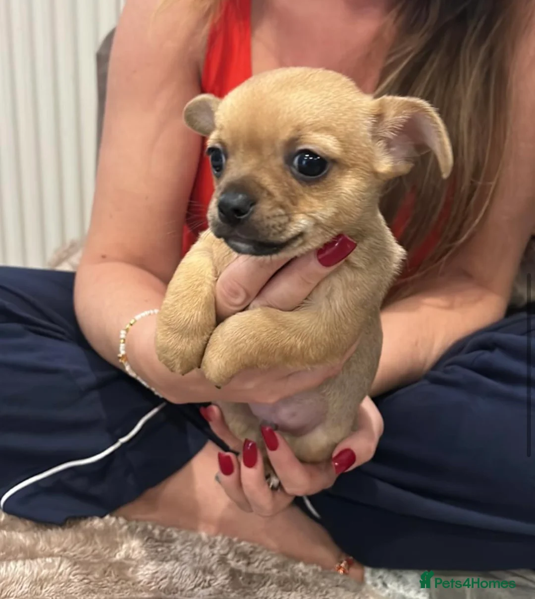 Chihuahua dogs for sale: Chihuahuas puppy  - Advert 2