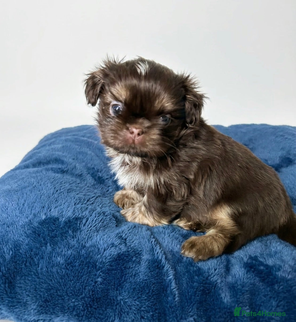 Shih Tzu dogs Quality dobie litter of KC imperial Shih Tzus  - Advert 1
