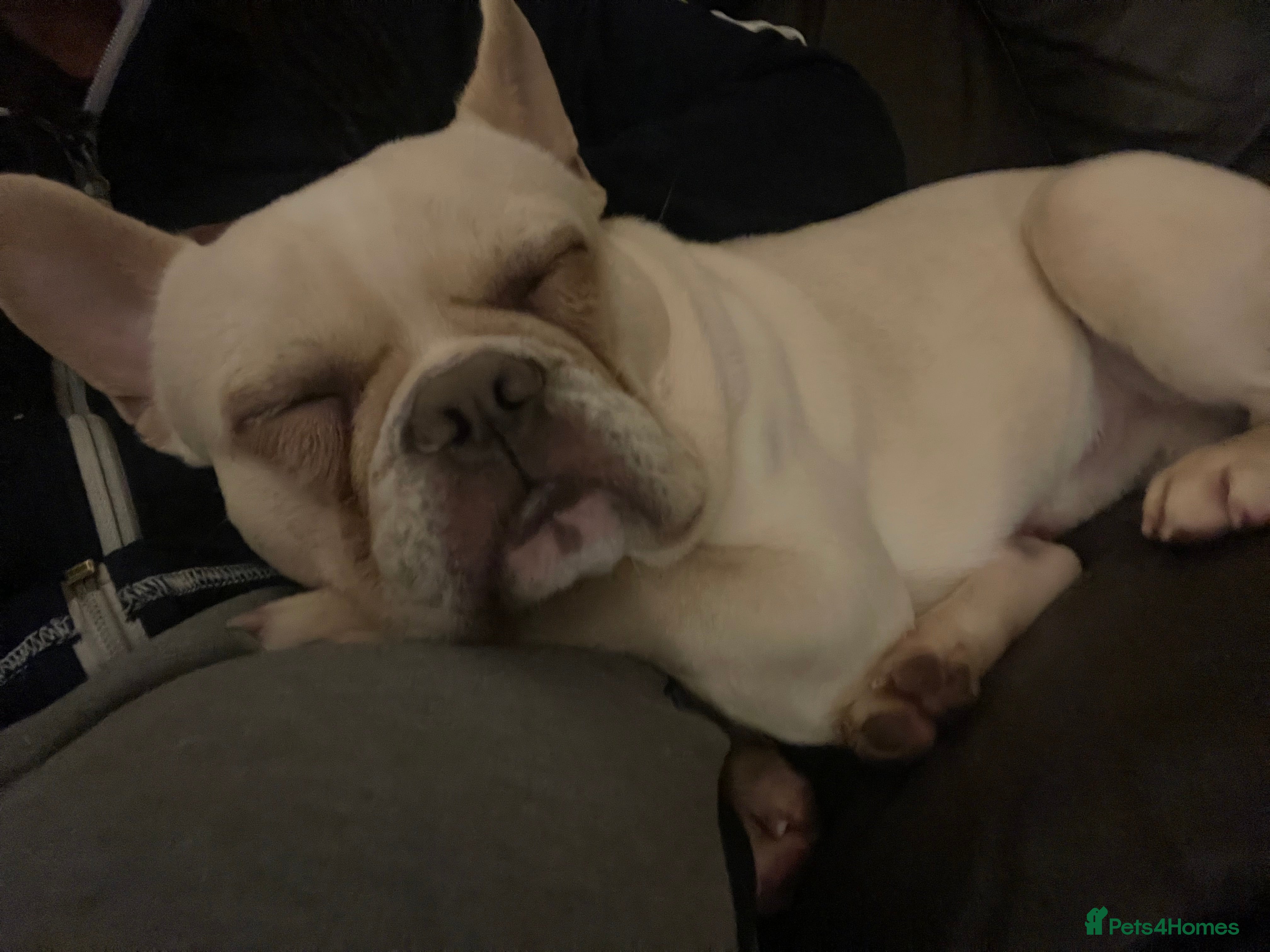 French Bulldog dogs Sliver - Advert 1