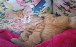 Mixed Breed cats for sale: Beautiful smiley kittens  - Image 4