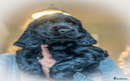 Cocker Spaniel dogs for sale: 🌟Family Raised show type cocker spaniel Pups Due - Image 6