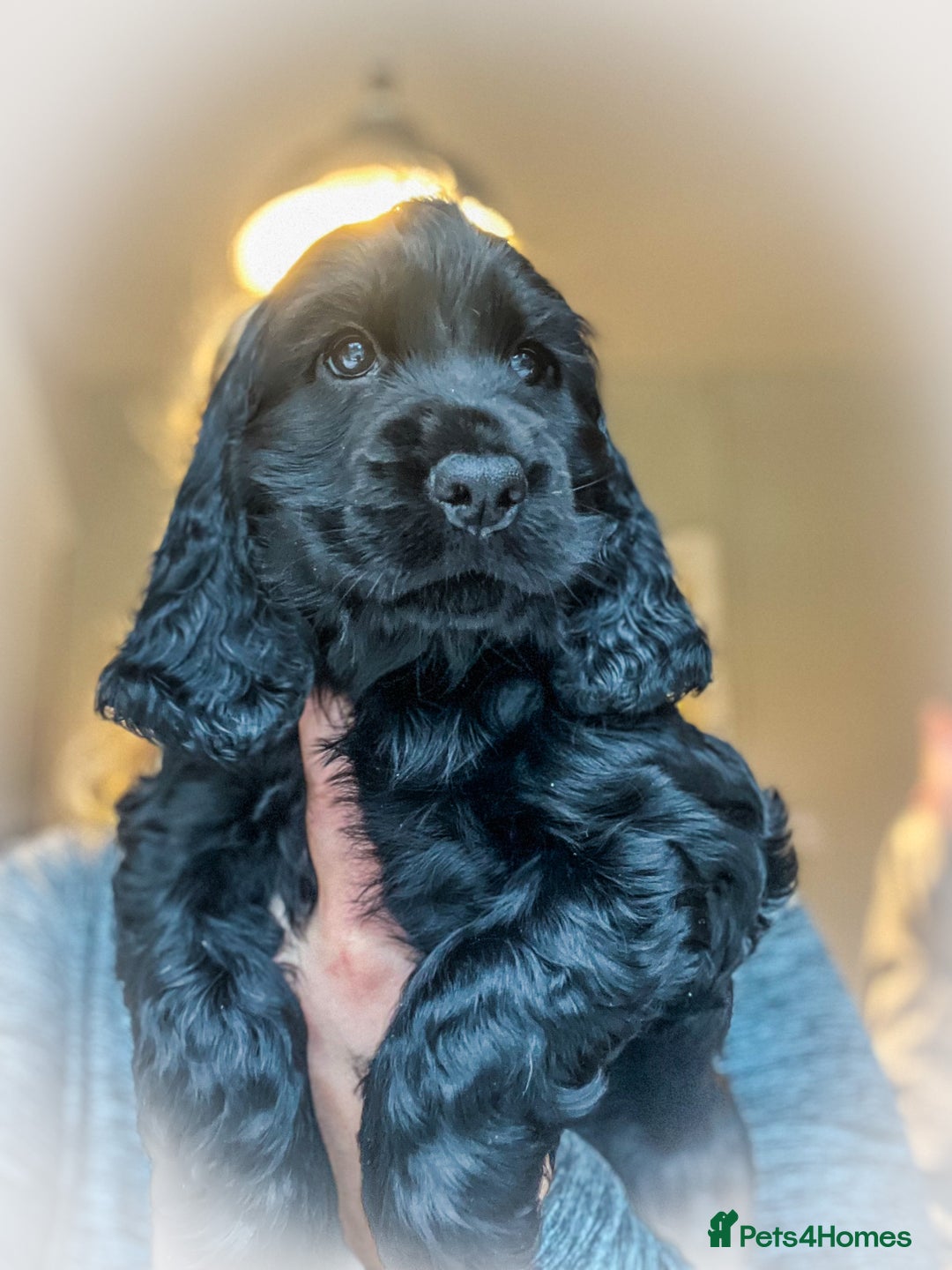 Cocker Spaniel dogs for sale: 🌟Family Raised show type cocker spaniel Pups Due - Image 6
