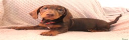Dachshund dogs for sale: Beautiful standard dachshund litter   - Advert 11