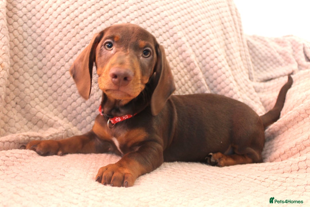 Dachshund dogs for sale: Beautiful standard dachshund litter   - Advert 11