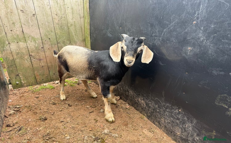 Goats livestock - Advert 1