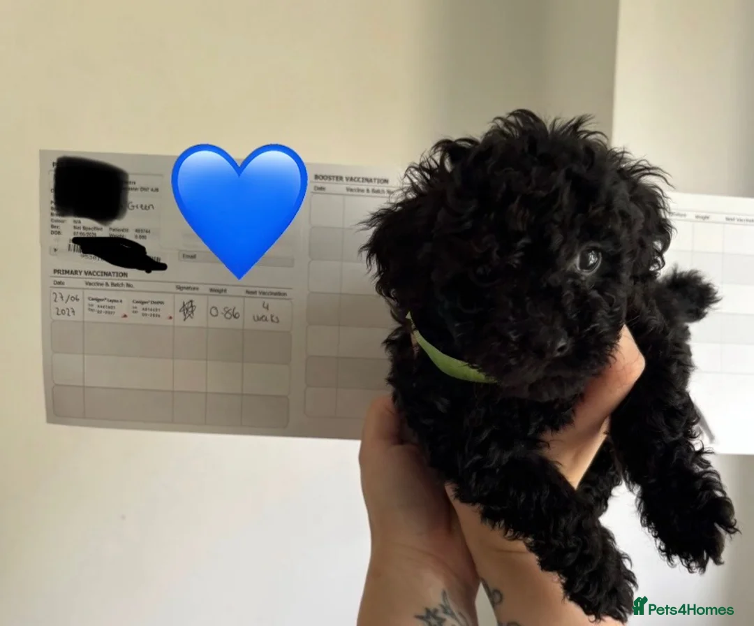 Cockapoo dogs for sale: Toy cockapoo pups - Advert 17