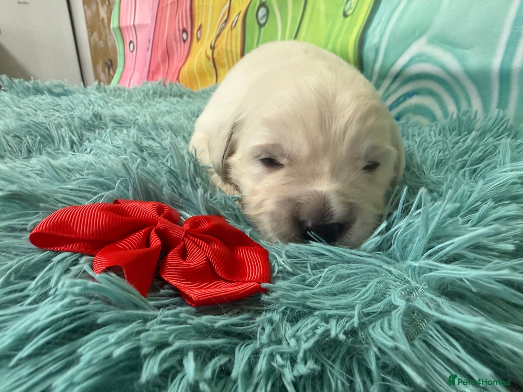 Golden Retriever dogs for sale: Beautiful KC reg DNA clear puppies available  - Advert 3