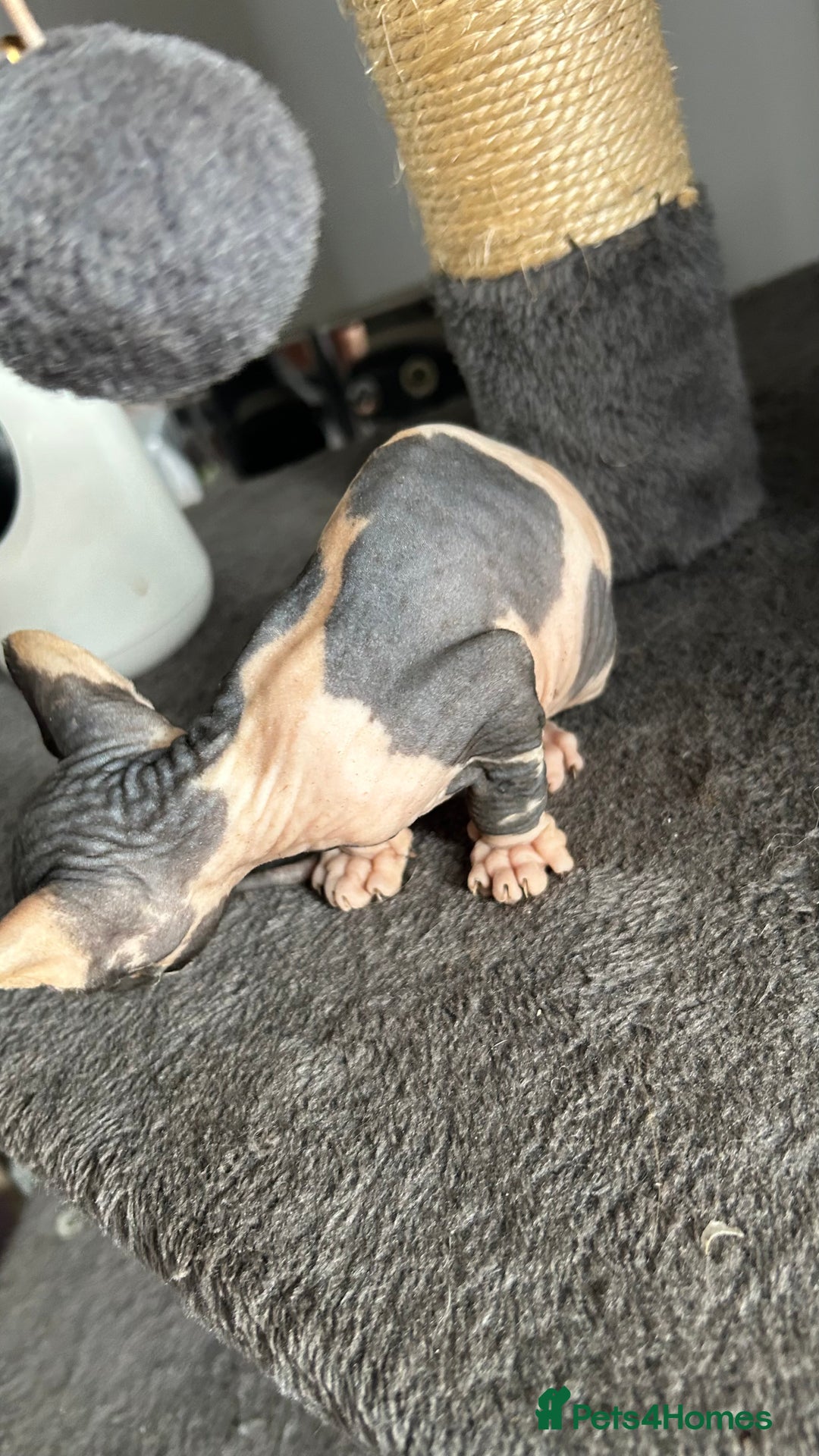 Sphynx cats for sale: Amazing colour Sphynx - Image 23