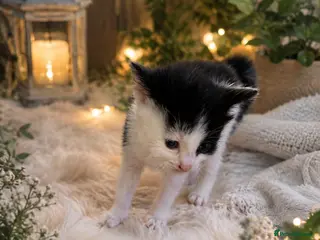 Mixed Breed cats 🐾 MEET OUR BEAUTIFUL KITTEN FAMILY 🐾 - Advert 6