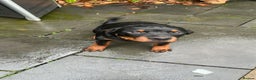 Rottweiler dogs for sale: Massive Rottweiler  - Advert 4