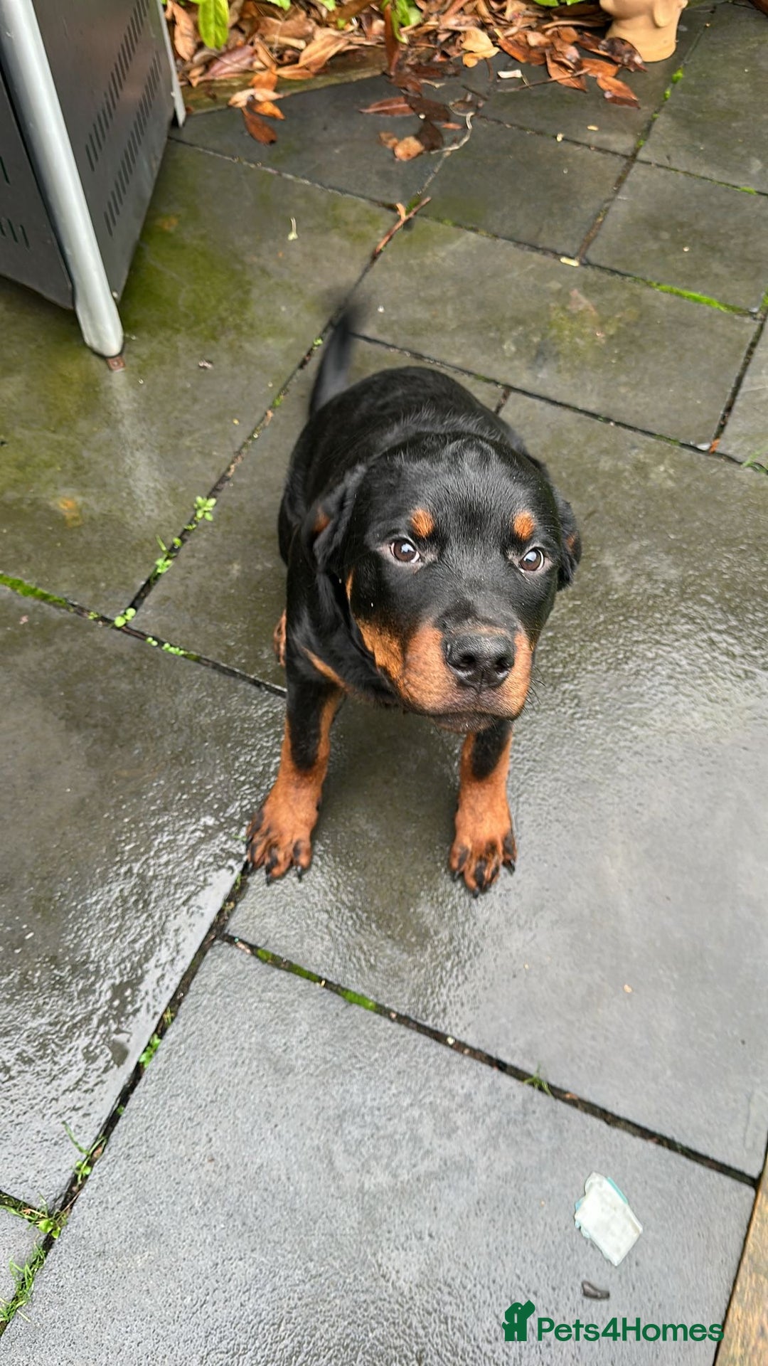 Rottweiler dogs for sale: Massive Rottweiler  - Advert 4