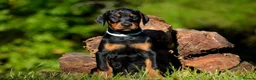 Dobermann dogs for sale: Beautiful litter for sale  - Advert 5